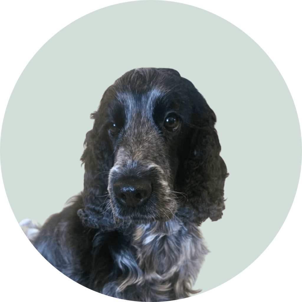 Kuva ruskeasta ja valkoisesta cockerspanielista, joka katsoo suoraan eteenpäin vaalealla taustalla.